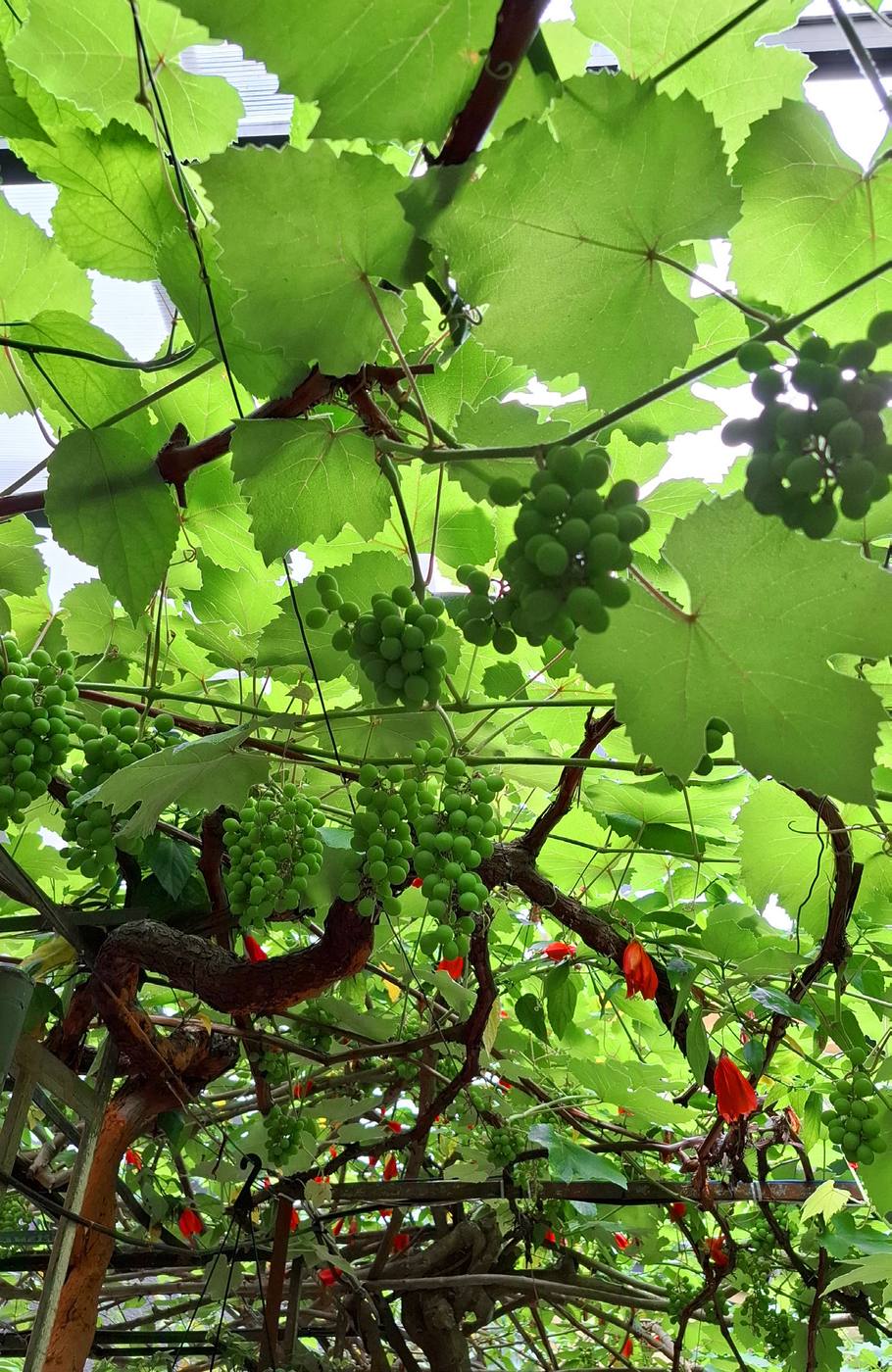 Parreira de uvas cobrindo o pátio externo do Aora Cucina, vista de baixo, com cachos verdes e luz do dia